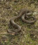 7310 Adder (Vipera berus)